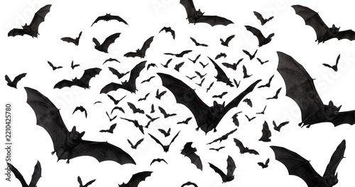 Bat flock exhibiting detailed membrane textures, sharp clawed wingtips, and scattered compositional arrangements under stark lighting on white.