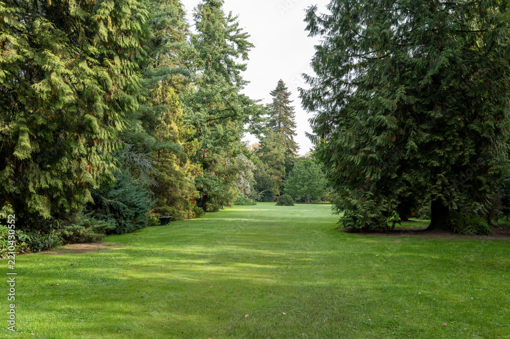 Obraz premium Green park path with trees on either side during a clear day