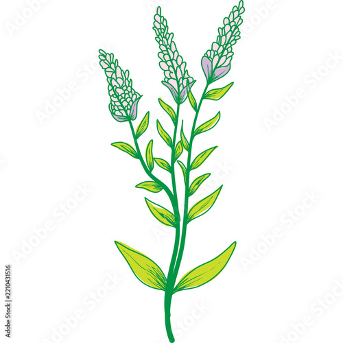 Hand drawn blooming lavender flower stem illustration for natural botanical design