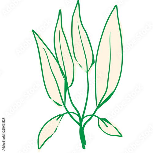 Minimalist hand drawn green plant leaves illustration for natural organic branding