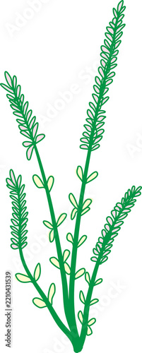 Minimalist hand drawn herbal lavender stems with green leaves and blossoms