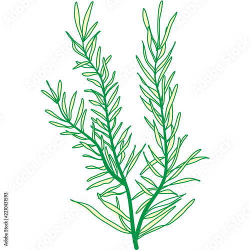 Fresh green rosemary herb sprig hand drawn illustration for culinary cooking
