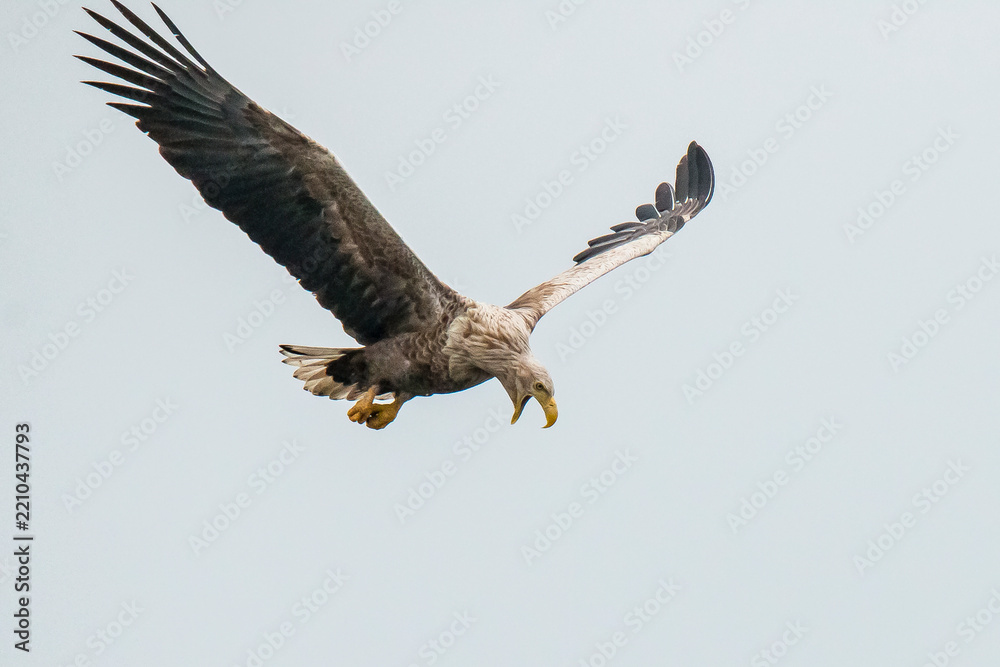 Fototapeta premium White Tailed Eagle, Haliaeetus albicilla