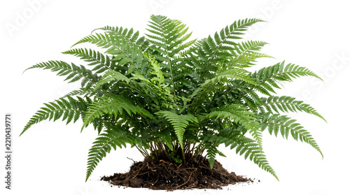A lush green forest fern plant isolated on a black background presented as a high quality transparent png file