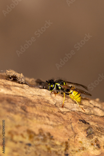 Common Wasp - Vespula Vulgaris