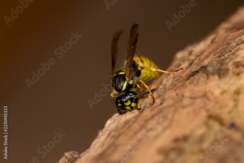 Common Wasp - Vespula Vulgaris