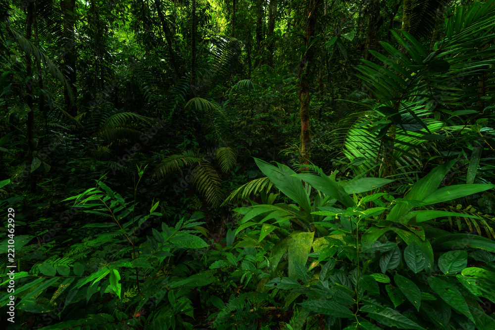 Obraz premium Rainforest in the jungle