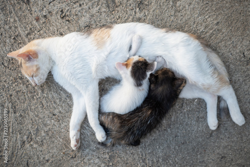 The mother cat is nursing her sweet little kittens