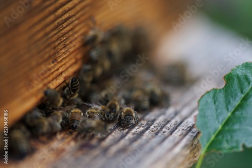 Bees gather near hive entrance as they face threats impacting global ecosystems and agriculture that directly correlate with the survival of our food systems and natural environments