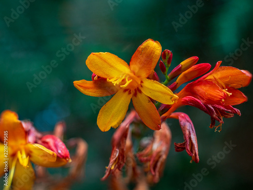 View of vibrant orange Crocosmia flowers in bloom with delicate petals and green stems in Looe, Cornwall, United Kingdom.