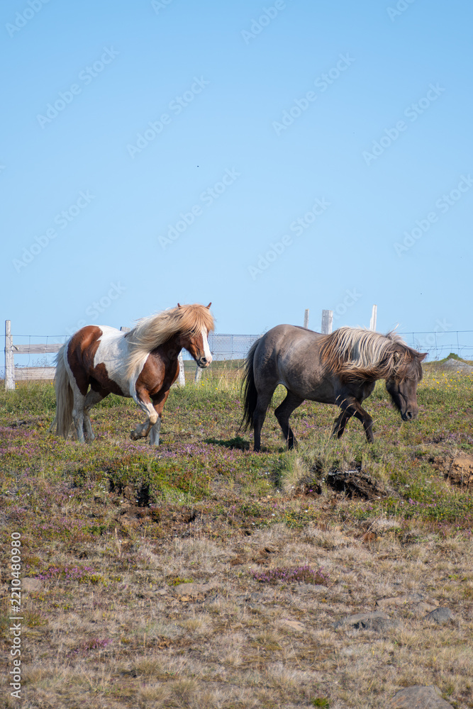 Fototapeta premium Two Icelandic Horses Walking Through the Icelandic Countryside