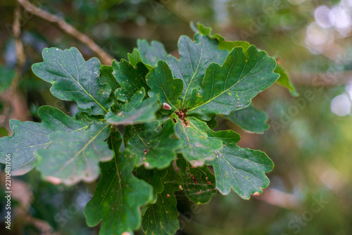 View of vibrant green oak leaves with distinct lobed edges and natural textures in a woodland setting in Looe, Cornwall, United Kingdom.