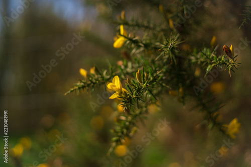 View of bright yellow gorse flowers blooming on a spiky green shrub in the countryside in Looe, Cornwall, United Kingdom.