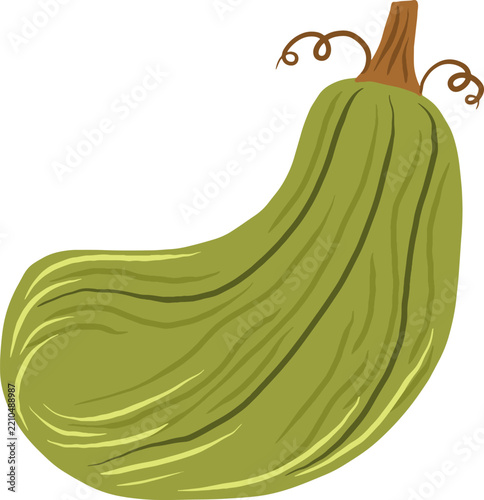 Curved Green Autumn Gourd Illustration