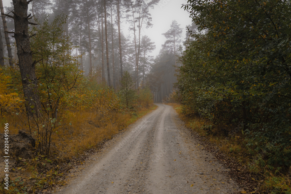 Fototapeta premium Beginning autumn, a path in the forest