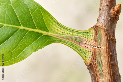 Leaf Abscission Layer Botanical Cutaway Illustration