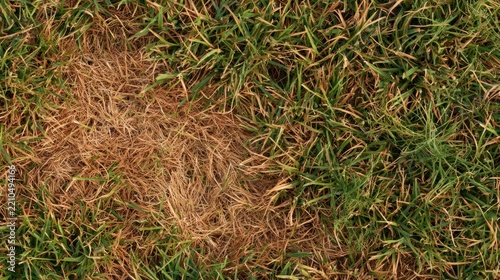 Dry brown patch of grass in a green lawn, indicating drought or lawn disease