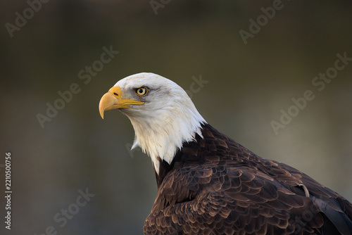 Portrait of a majestic bald eagle