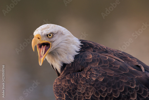 Portrait of a majestic bald eagle