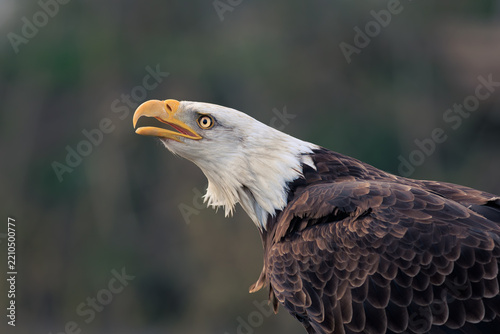 Portrait of a majestic bald eagle