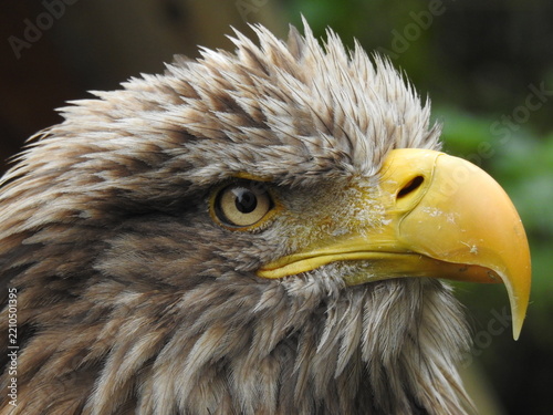 White tailed eagle head portrait with powerful yellow beak in extreme close up