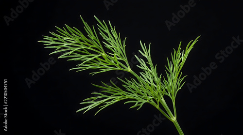 Fresh green dill sprig on black background.