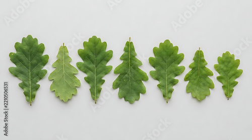Fresh green oak leaves in a horizontal row.