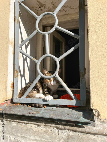 A street cat lies on the windowsill behind a window grate. Vertical photo.