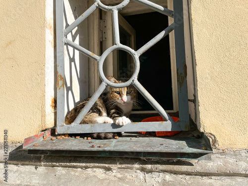  A street cat lies on the windowsill behind a window grate. Horizontal photo.
