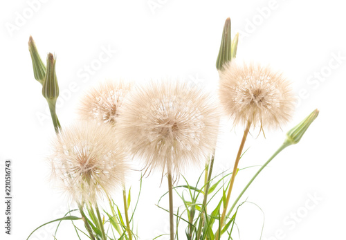 Large fluffy dandelion seed heads with buds.