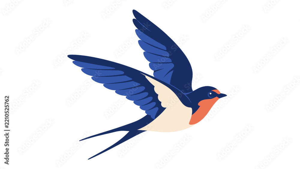Fototapeta premium Swallow bird flying with spread wings illustration