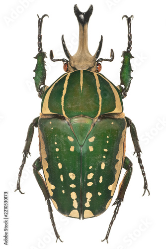Colorful horned tropical beetle specimen isolated on transparent background