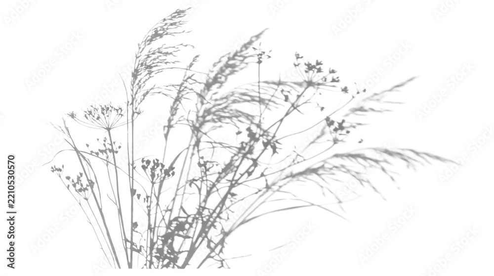 Fototapeta premium Dried ornamental grasses cluster isolated graphic element