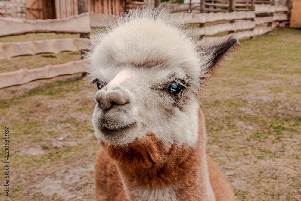 Obraz premium Macro portrait of an alpaca face in a wooden enclosure
