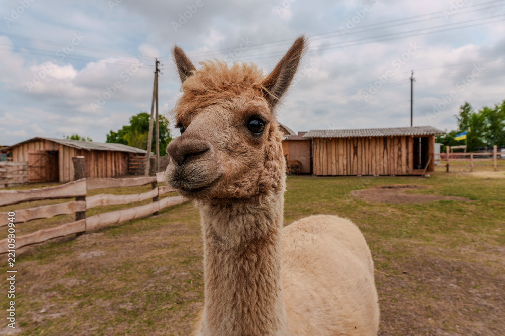 Obraz premium Cute light brown alpaca standing in an outdoor animal