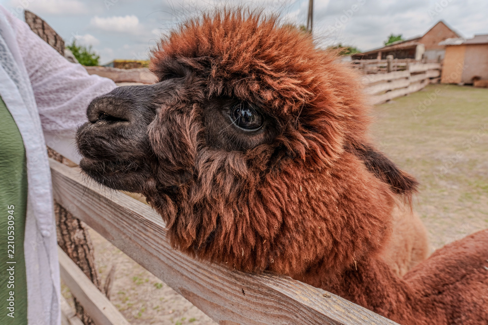 Obraz premium Close up of a brown alpaca face at a farm fence