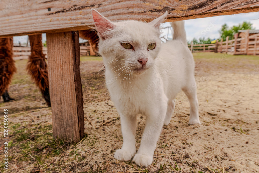 Obraz premium White cat standing near a wooden fence at a livestock farm