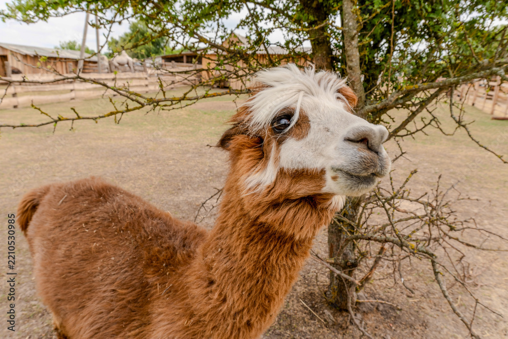 Obraz premium Cute brown alpaca looking past a tree at the farm