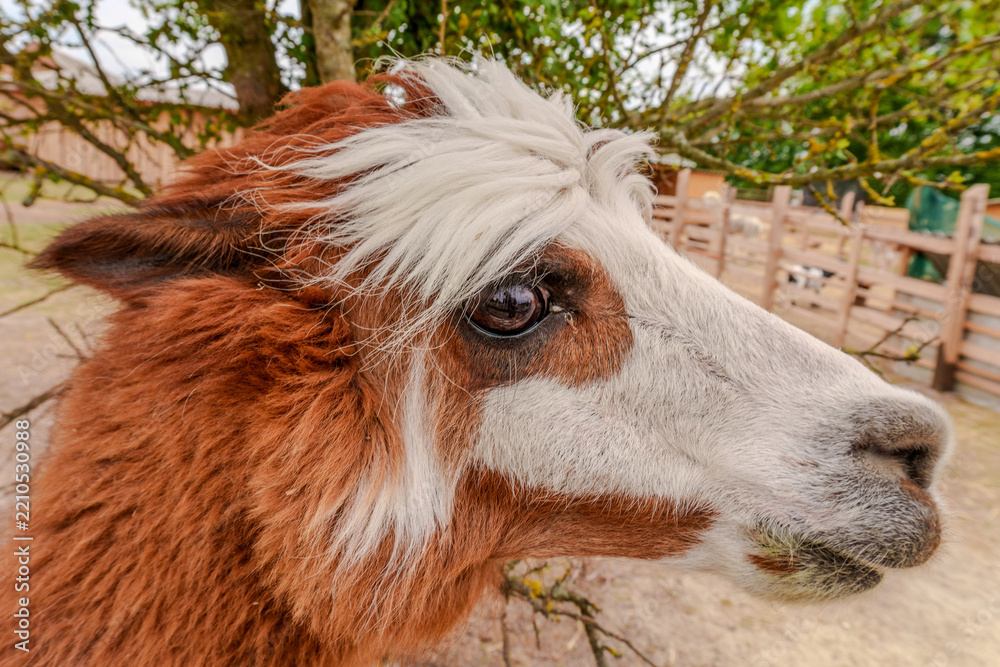 Obraz premium Close up portrait of a brown and white alpaca head