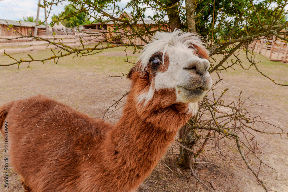 Obraz premium Cute brown alpaca looking curious near wooden fence at farm