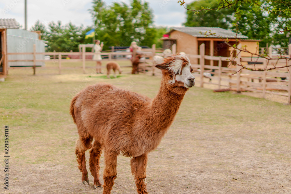 Obraz premium Cute alpaca standing in an open farm enclosure with creature