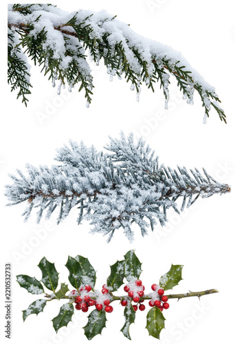Fotografie A festive collection of snowy evergreen branches featuring holly with red berries, blue spruce, and cedar sprigs