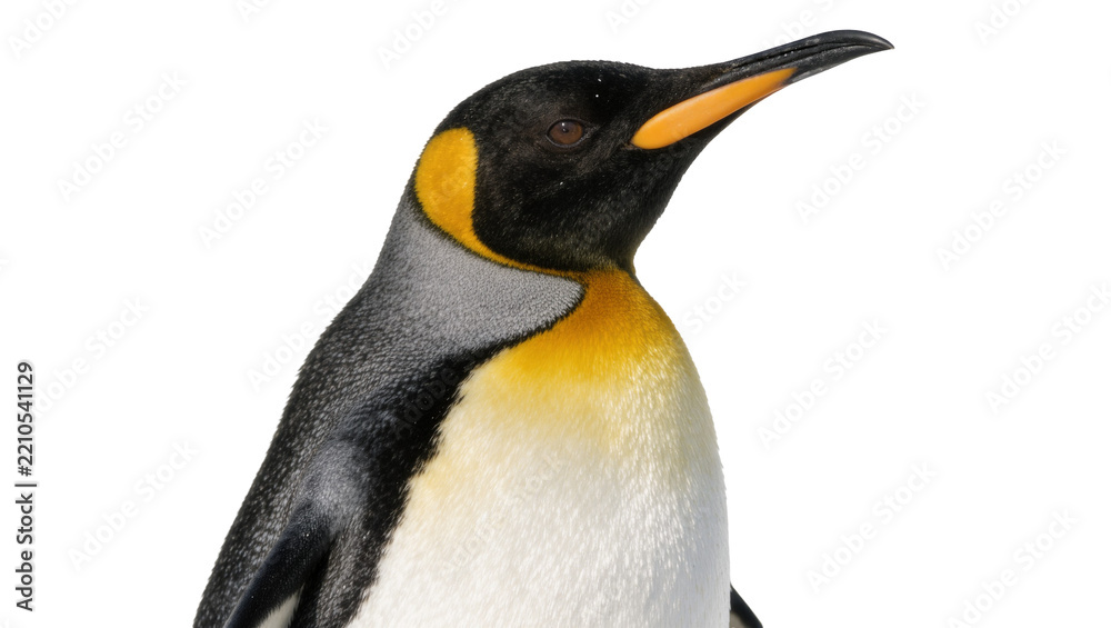 Obraz premium King penguin with black head and yellow chest, isolated on transparent background