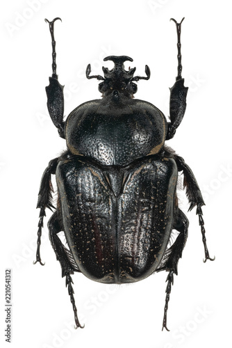Dark flower chafer beetle specimen isolated on transparent background