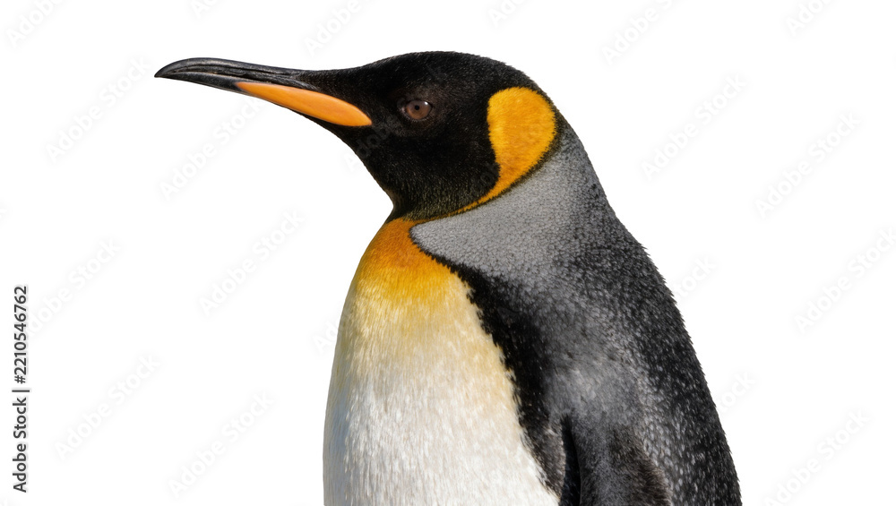 Obraz premium King penguin with black head and orange beak, isolated on transparent background