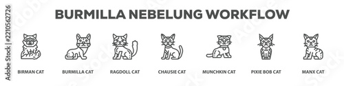 Fotografie Burmilla Nebelung Workflow with icon of Birman cat, Burmilla cat, Ragdoll cat, C