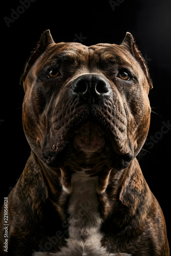 portrait of a black dog