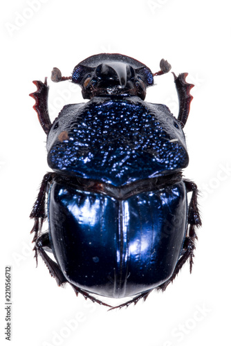 Metallic blue dung beetle specimen isolated on transparent background
