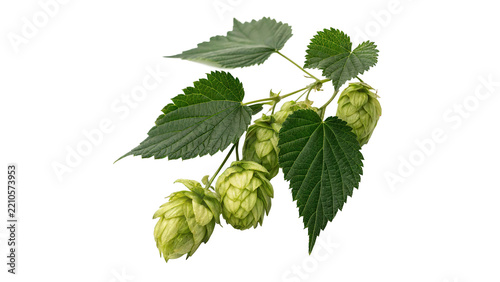 Fresh green hop cones branch agriculture brewery culinary ingredient isolated on transparent background