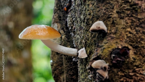 Wild shiny orange mushroom growing on a mossy tree trunk in a lush forest with soft bokeh background
